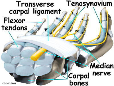 hand_cts_endoscopic_anat01