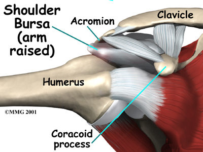 shoulder_rotator_cuff_anat04