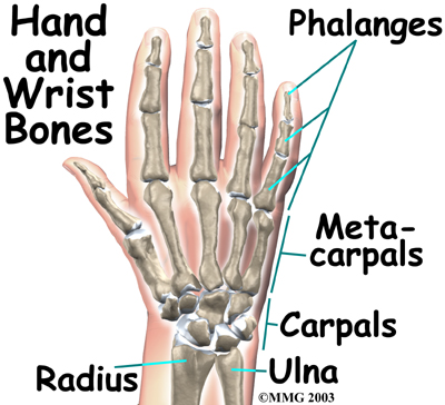 Wrist Anatomy | Central Orthopedic Group