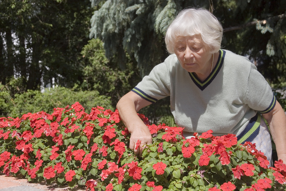 Elderly Woman Pruning Flowers in summertime