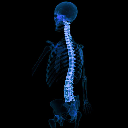 spine-neck