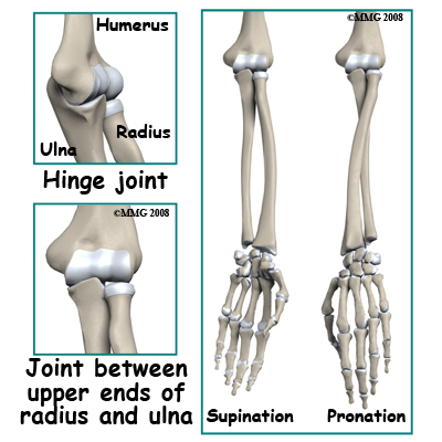 adult_elbow_fx_anatomy01
