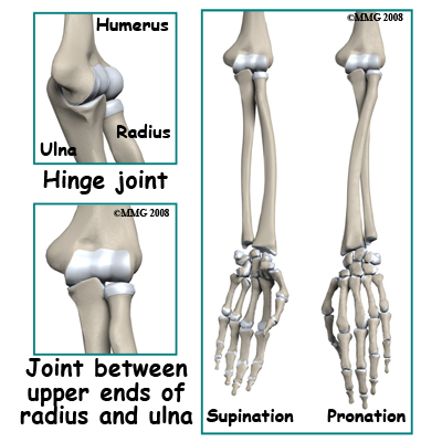 adult_forearm_fx_anatomy01
