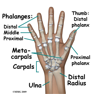 adult_hand_fx_bones04