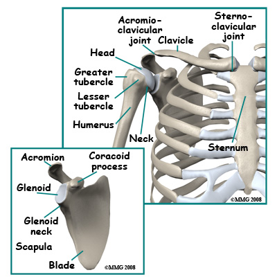 adult_shoulder_fx_anatomy01