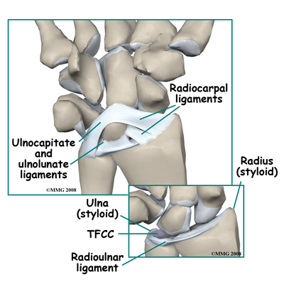 adult_wrist_fx_anatomy02