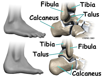 ankle_anatomy_bones01
