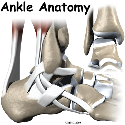 ankle_anatomy_intro01