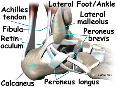 ankle_anatomy_tendons04