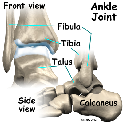 ankle_fusion_anatomy01