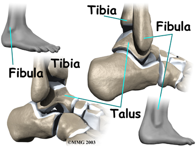 ankle_syndesmosis_anat01