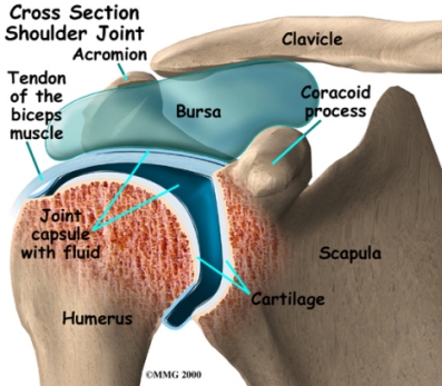 arthritis_general_capsulxsect