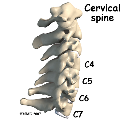 cervical_ADR_anatomy01