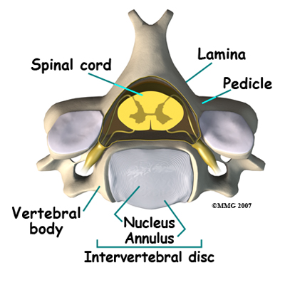 cervical_ADR_anatomy02
