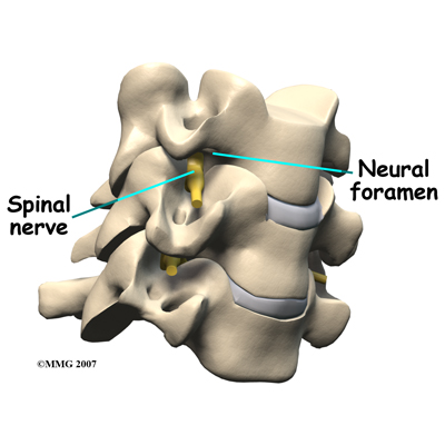 cervical_ADR_anatomy03