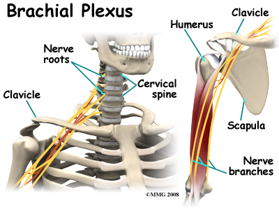cervical_burners_anatomy01