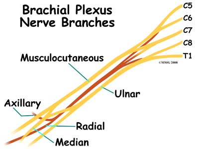 cervical_burners_anatomy02