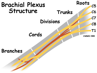 cervical_burners_anatomy03