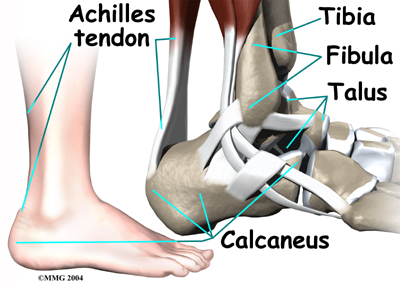 child_foot_severs_anatomy01