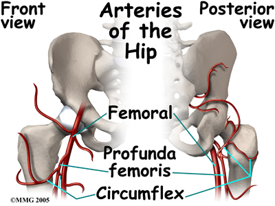 child_hip_perthes_anatomy07