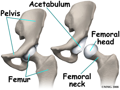 child_hip_trans_synovitis_anat01