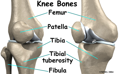 child_knee_osgood_anatomy01