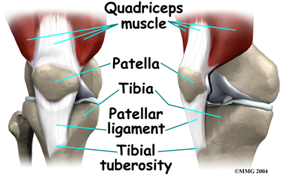 child_limp_knee_anatomy02