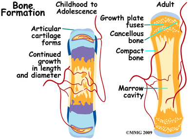 bone_formation03