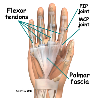 dupuytrens_aponeurotomy_anatomy01