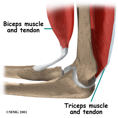 elbow_anatomy06a