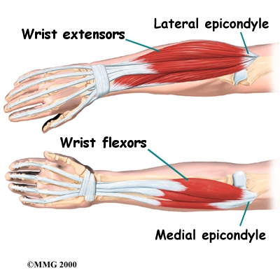 elbow_anatomy07c