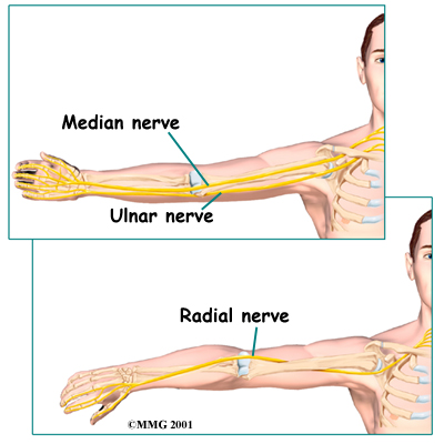 elbow_anatomy08