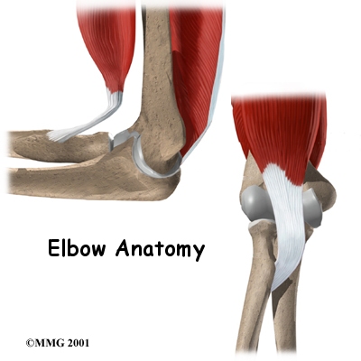 elbow_anatomy_intro01