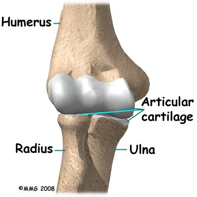 elbow_dislocation_anatomy02