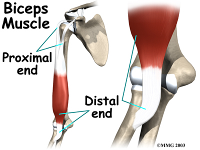 elbow_distal_biceps_rupture_anat02