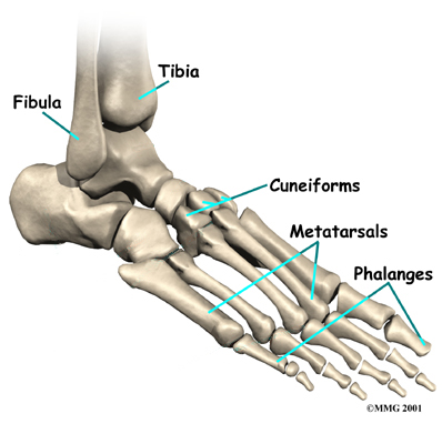 Central Orthopedic GroupFoot Anatomy - Central Orthopedic Group