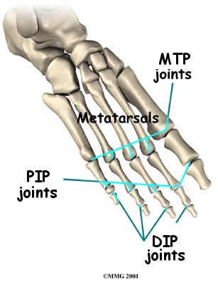 foot_clawtoes_anat02