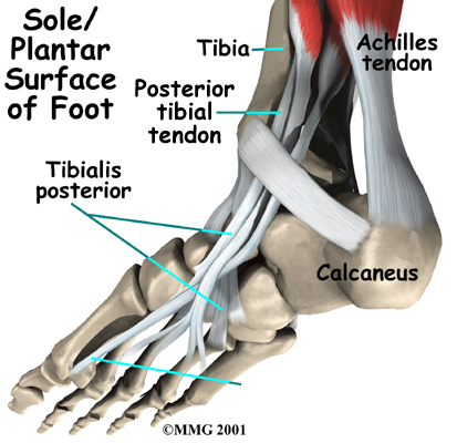 foot_posterior_tibial_tendon_anat02