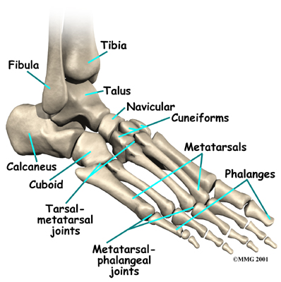 general_gout_anat01