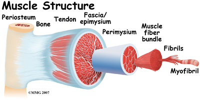 general_muscle_cramps_anatomy01