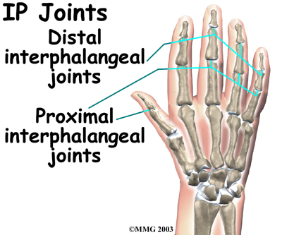hand_anatomy_ip01