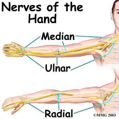 hand_anatomy_nerves01