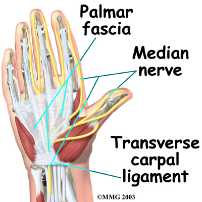 hand_cts_open_anat03 | Central Orthopedic Group