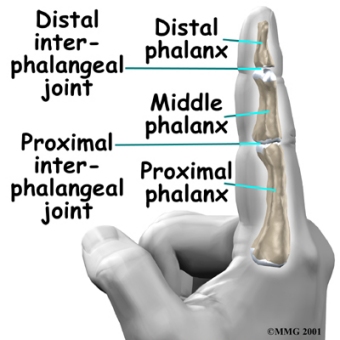 hand_finger_joint_anat01