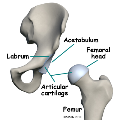 hip_FAI_anatomy01