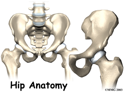 hip_anatomy_intro01