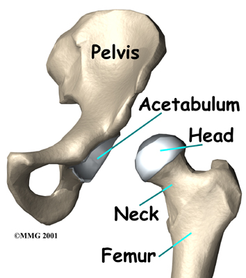 hip_arthroplasty_resurface_anatomy01