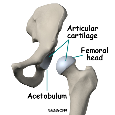hip_arthroscopy_anatomy_bones02