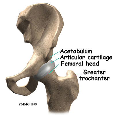 hip_fracture_anatomy01