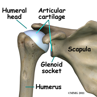 humeral_head_osteonecrosis_anatomy_bones